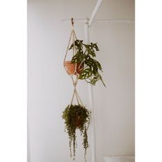 some plants hanging from a white pipe in a room