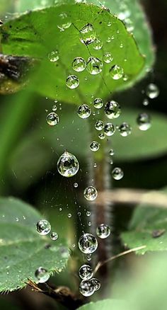 drops of water on the leaves of a plant