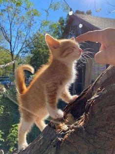 an orange and white kitten standing on top of a tree branch