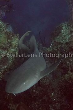 an underwater photo of a shark swimming in the ocean