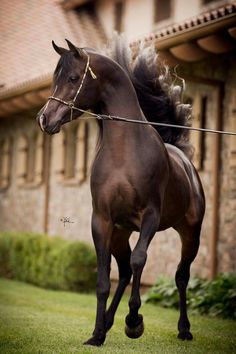 a brown horse standing on top of a lush green field