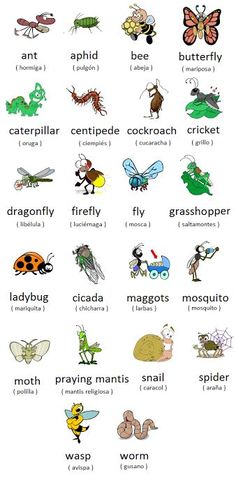 the different types of bugs and insects are shown in this poster, which includes pictures of them