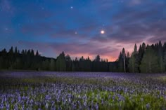 a field full of purple flowers under a night sky