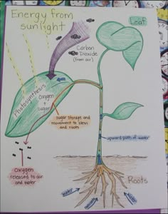 a drawing of a plant with the roots and leaves attached to it, labeled energy from sunlight