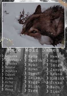 the wolf names are displayed in front of snow covered trees and bushes, with an animal's head resting on top of it