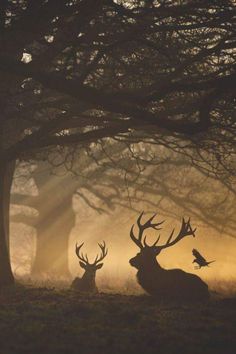 two deer standing in the middle of a forest at sunset with birds flying around them