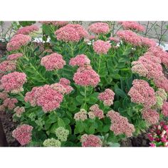 pink flowers are blooming in the garden