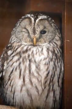 an owl sitting on top of a wooden shelf