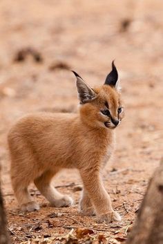 a small brown kitten walking across a dirt field