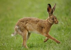 a brown rabbit running across a lush green field