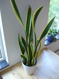 a potted plant sitting on top of a wooden table next to a windowsill