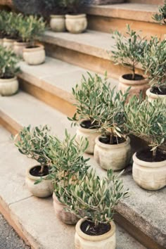 several potted olive trees sitting on the steps in front of some bushes and stairs