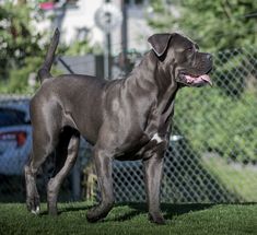 a large black dog standing on top of a lush green grass covered field next to a fence