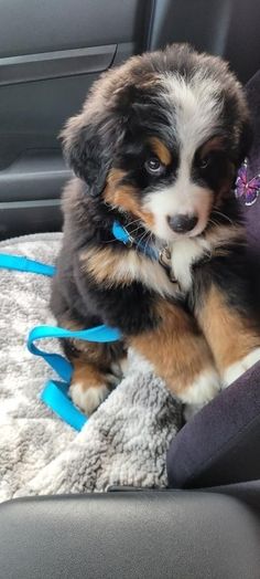 a puppy sitting in the back seat of a car with blue leashes on it's neck