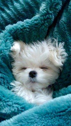 a small white dog laying on top of a blue blanket with the words, buonanotte