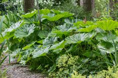 large green plants growing in the middle of a forest