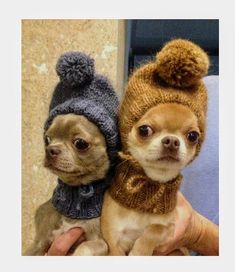 two small dogs wearing hats and scarves on their owners lap while they are being petted