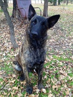 a black and brown dog sitting on top of leaf covered ground next to a tree