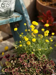 some yellow and red flowers in a pot on a table next to a blue bench