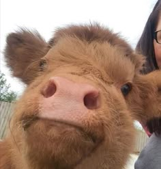 a woman standing next to a brown cow with its nose close to the camera while wearing glasses