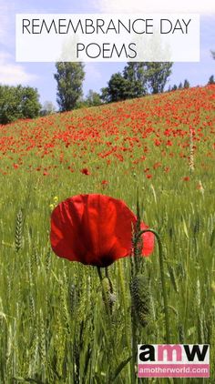 a red poppy in the middle of a field with text overlay that reads remembrance day poem