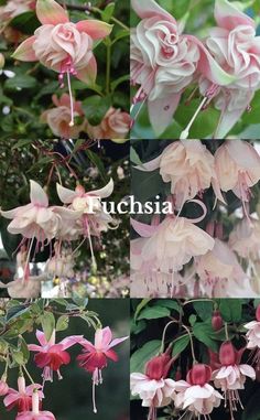 pink flowers with green leaves and the words ruchsia above them in four different pictures