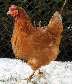 a brown chicken standing on top of snow covered ground