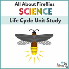 an insect with the words all about fireflies science life cycle unit study on it