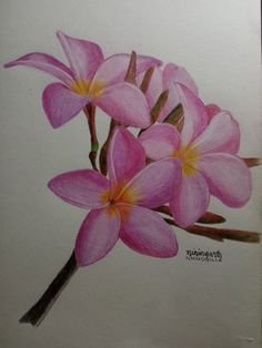 a drawing of pink flowers with yellow stamens in the center on white paper