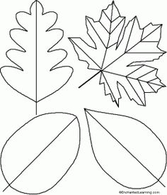 three leaf shapes are shown in this drawing