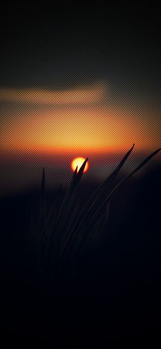 the sun is setting behind some tall grass