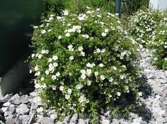 small white flowers are growing in the rocks near a green container and water tank,