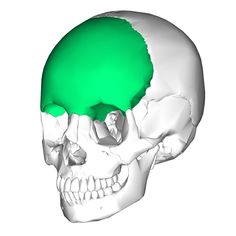 an image of a human skull with green light