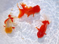 three orange and white koi fish swimming in water