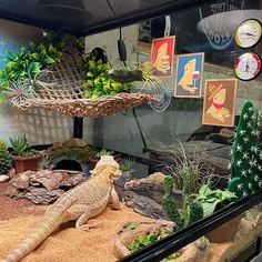 there is a large lizard that is in the display case with plants and pictures on the wall behind it