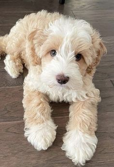 a small white dog laying on top of a wooden floor