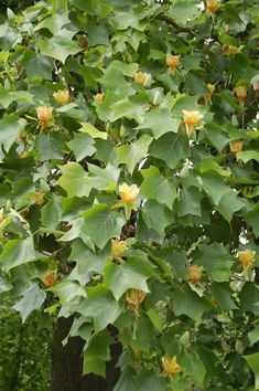 green leaves and yellow flowers on a tree