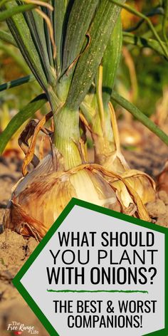 what should you plant with onions? the best and worst companions