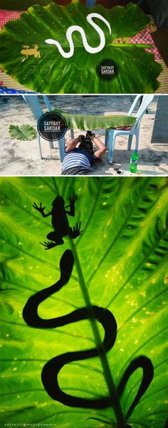 two different images of people sitting at a table in front of a green plant and the same image of a lizard on a leaf