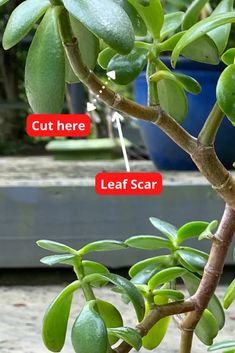 Jade Plant Pruning, Jade Plant Care, Household Plants, Jade Plant, Plant Care Houseplant, Succulent Garden Diy, Inside Plants, Crassula Ovata, Growing Plants Indoors