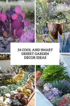 four different types of plants and flowers with the words, cool and smart desert garden decor ideas