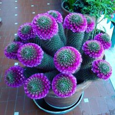 a potted plant with purple and green flowers