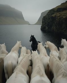 a herd of white horses standing next to each other on top of a body of water