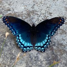 a blue and black butterfly sitting on the ground