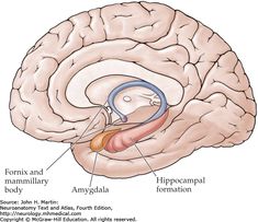 an image of the human brain with labels on each side and labeled parts labelled below