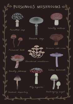 a poster with different types of mushrooms on it's black backgroung