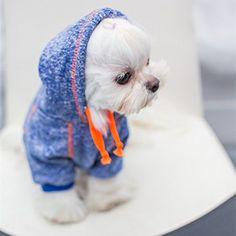 a small white dog wearing a blue jacket on top of a toilet seat with an orange ribbon around it's neck