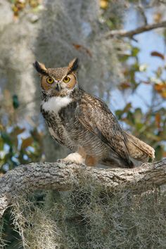 an owl sitting on top of a tree branch