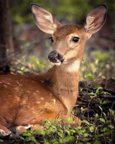 a deer laying down in the woods looking at the camera with an alert look on its face