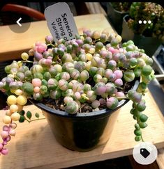 a potted plant with tiny pink and green flowers in it sitting on a wooden table